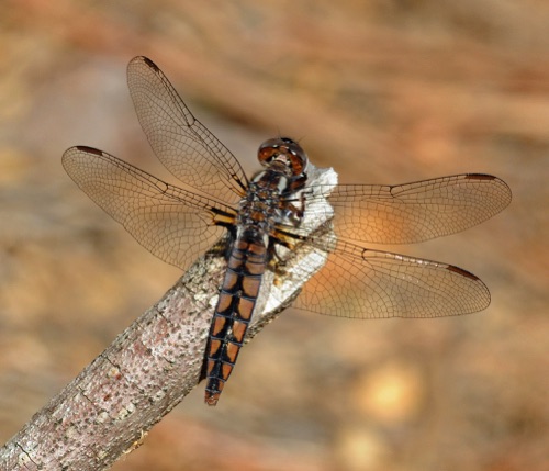 Female
2009_04_09_Floyd